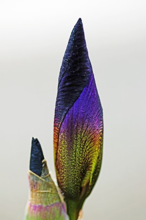 Focus On Iris Bud